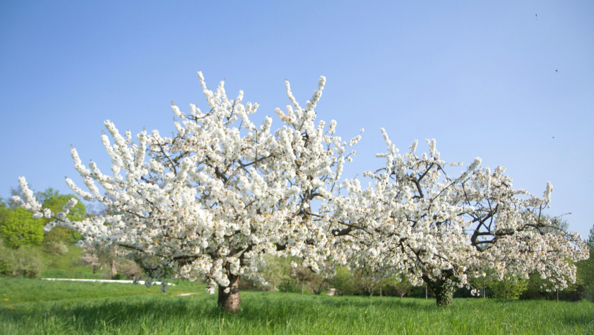 Todo tiene un origen