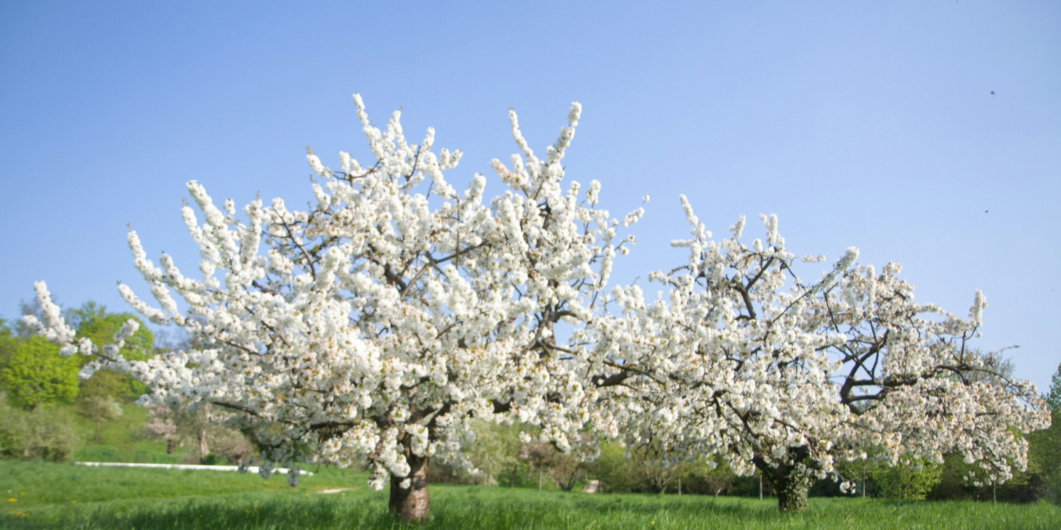 Todo tiene un origen