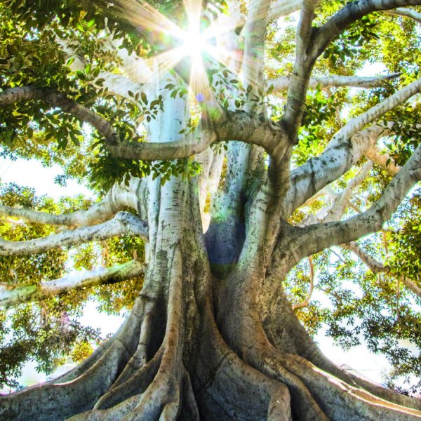 Curso Formación Terapéutas